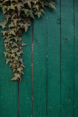 Ahşap dikey panoları. İçin arka plan dokusu