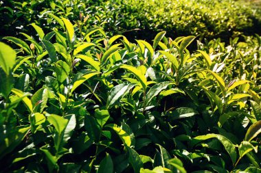 Güneş ışığının altında bir tarlada çay yaprakları.