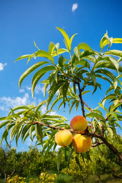 tatlı şeftali meyve şeftali ağacı dalı üzerinde büyüyen