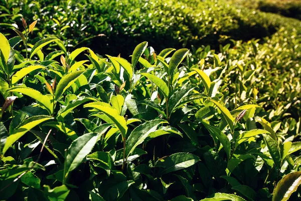 Güneş ışığının altında bir tarlada çay yaprakları. Stok Resim