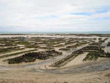 İngiltere'de tarım istiridye