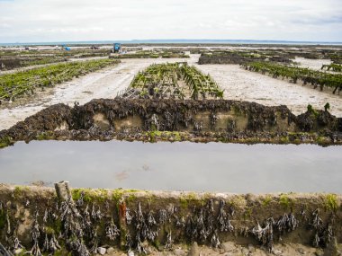 İngiltere'de tarım istiridye