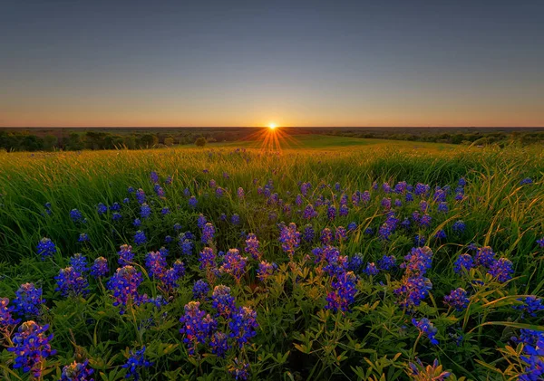 Bluebonnet virágok: Ennis — Stock Fotó