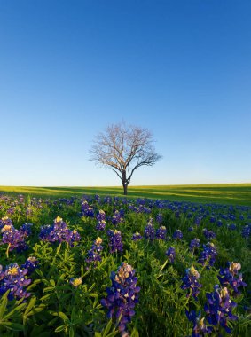 A Blue Bonnet Field, Ennis, Texas clipart