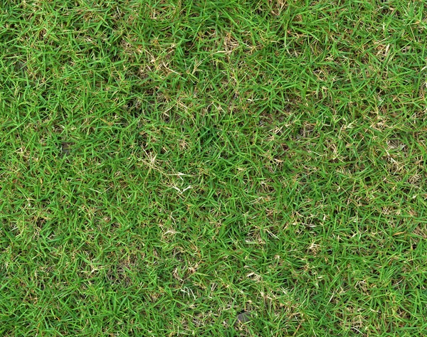 Tekstur rumput. latar belakang rumput. tak berjahit — Stok Foto
