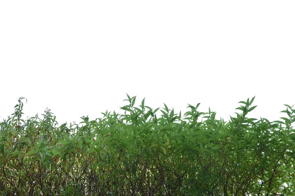 흰색 배경에 고립 된 녹색 잔디 무성 한 부시 — 스톡 사진