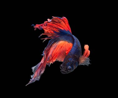 daha iyi balık, Siyam mücadele balık siyah izole