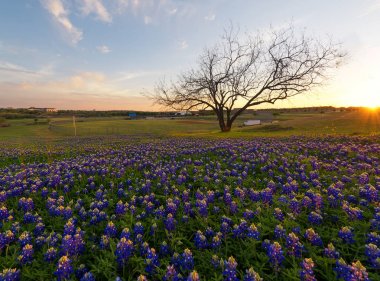 Irving, Teksas'ta çiçeklenme bluebonnet çiçekler