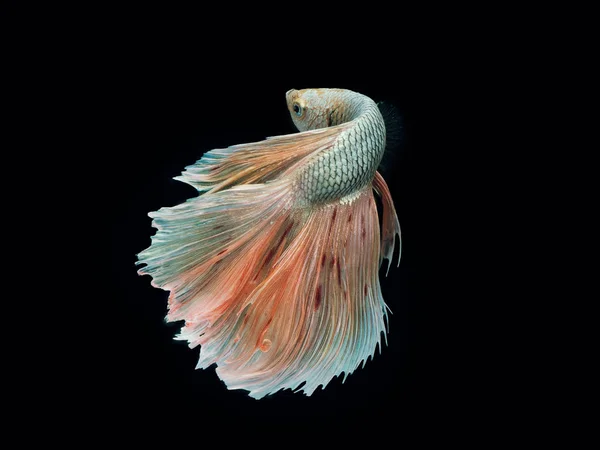 Betta fish,  siamese fighting fish isolated on black — Stock Photo, Image