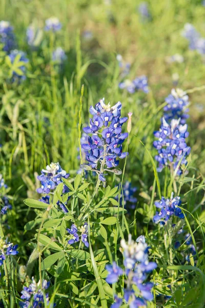 Bluebonnet квітка, макро квітка в Техасі, США — стокове фото