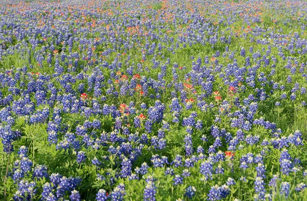 Fiori di Bluebonnet in fiore a Irving, Texas — Foto Stock