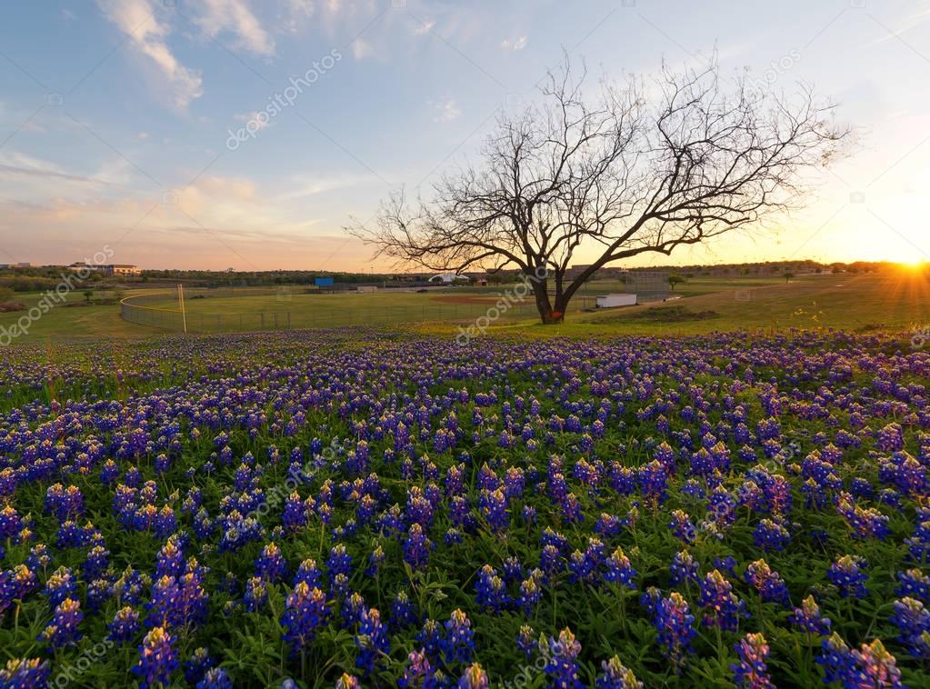 flowers blooming in Irving, Texas — Stock Photo © tampatra