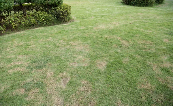 Gröna frodiga gräset i en trädgård med bush — Stockfoto