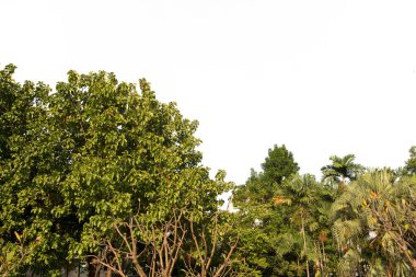 Yeşil çim yemyeşil bush bahçesinde çimenlerin üzerinde