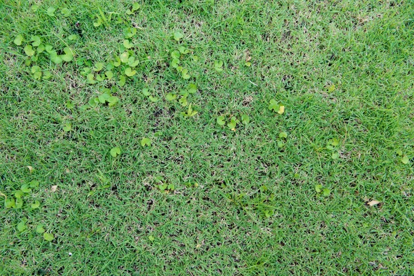 Frodiga gräset smidig konsistens, närbild bakgrund — Stockfoto