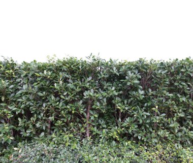 Yeşil çim yemyeşil bush beyaz arka plan üzerinde izole