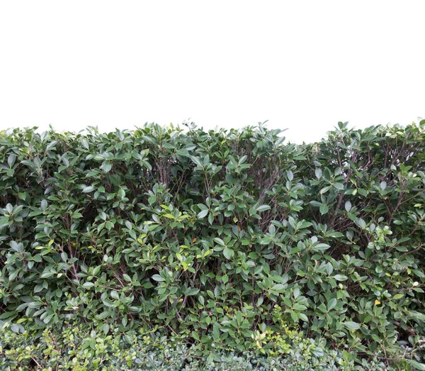 Verde hierba exuberante arbusto aislado sobre fondo blanco —  Fotos de Stock