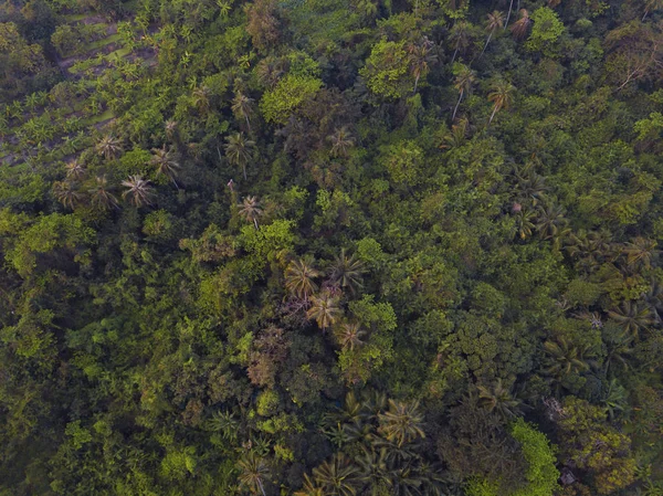 Літаючи над лісом з будинками, вид зверху на пишні дерева — стокове фото