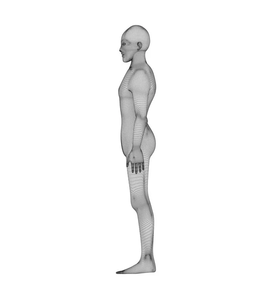 Vista lateral humana. Modelo Wireframe con líneas sobre fondo blanco —  Fotos de Stock