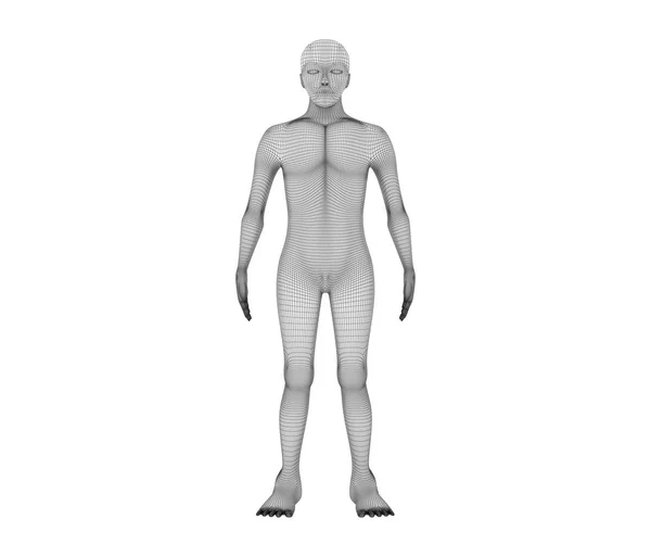 Human front view. Wireframe model with lines on white background — Stock Photo, Image