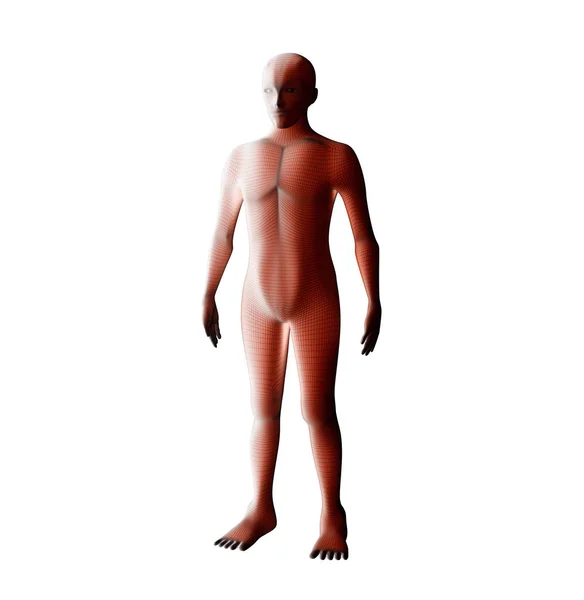 남성 근육 시스템의 해부학입니다. 붉은 인간의 와이어 프레임 홀로그램입니다. 3 — 스톡 사진