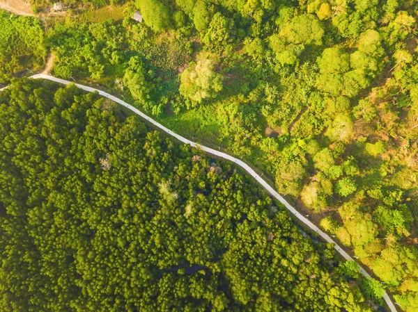 Vista aerea dall'alto del sentiero strada con alberi verdi lussureggianti da abov — Foto Stock