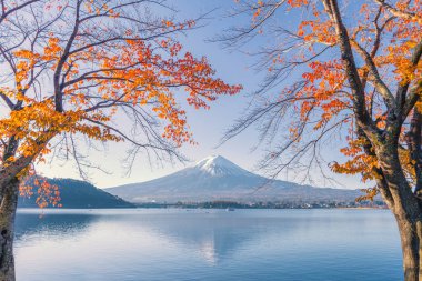 Kırmızı akçaağaç yapraklı Fuji Dağı ya da renkli yapraklar dökülür 