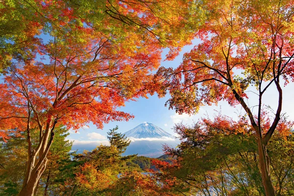 ฟูจิภูเขาที่มีใบเมเปิ้ลสีแดงหรือใบไม้ร่วงในที่มีสีสัน — ภาพถ่ายสต็อก