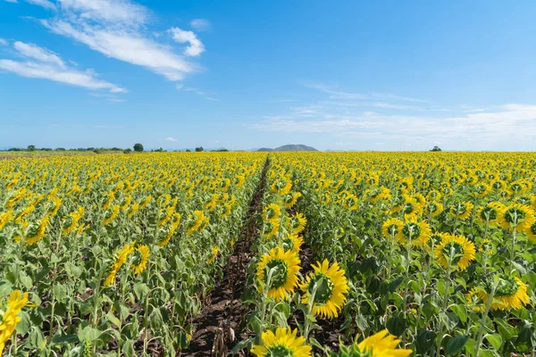 Champ de tournesol pleine fleur dans les vacances de voyage voyage de vacances outd — Photo