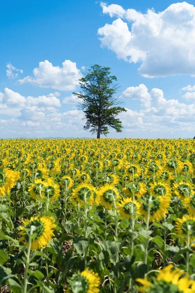 Champ de tournesol pleine fleur dans les vacances de voyage voyage de vacances outd — Photo