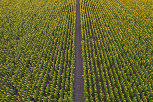 Vista aérea del campo de girasol de plena floración en vacaciones de viaje vac — Foto de Stock