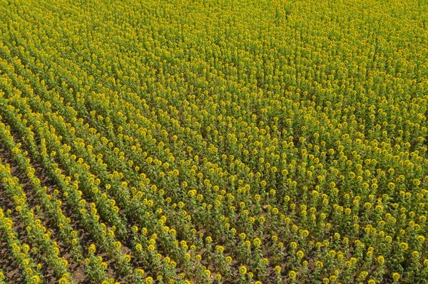 Vue aérienne du champ de tournesol en pleine floraison pendant les vacances de voyage vac — Photo