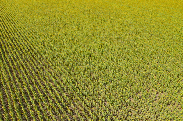 Vista aérea del campo de girasol de plena floración en vacaciones de viaje vac — Foto de Stock