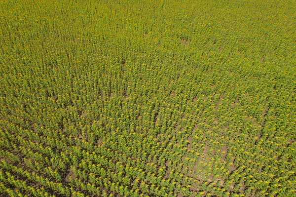 Vista aérea do campo de girassol flor cheia em férias de viagem vac — Fotografia de Stock