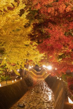 Kırmızı sonbahar yeşillik tünelinde, akçaağaç koridorunda ışık saçın.