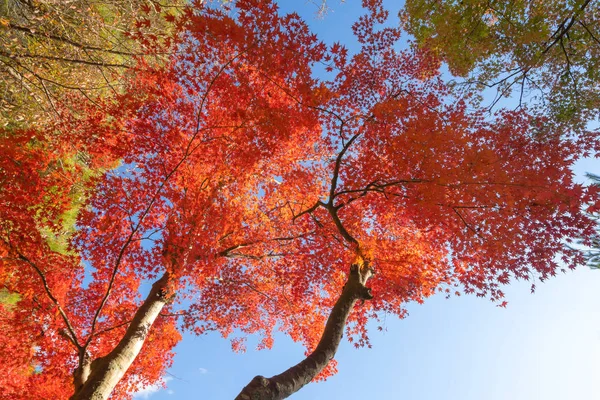Red maple leaves or fall foliage in colorful autumn season near — Stock Photo, Image