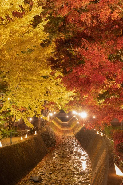 Kırmızı sonbahar yeşillik tünelinde, akçaağaç koridorunda ışık saçın.