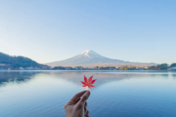Ανθρώπινο χέρι που κρατάει ένα κόκκινο σφενδάμι φεύγει με το βουνό Φούτζι. Πτώση — Φωτογραφία Αρχείου