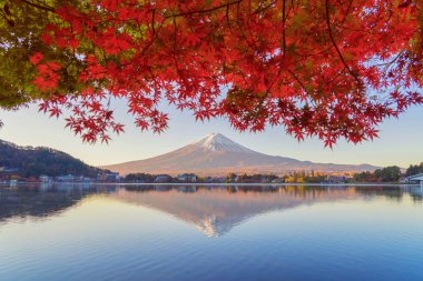 Kırmızı akçaağaç yapraklı Fuji Dağı ya da renkli yapraklar dökülür 
