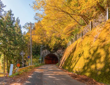 Kırmızı akçaağaç yaprakları ya da sonbahar mevsimine yakın renkli yapraklar 