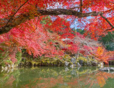 Kırmızı akçaağaç yaprakları ya da sonbahar mevsimine yakın renkli yapraklar 
