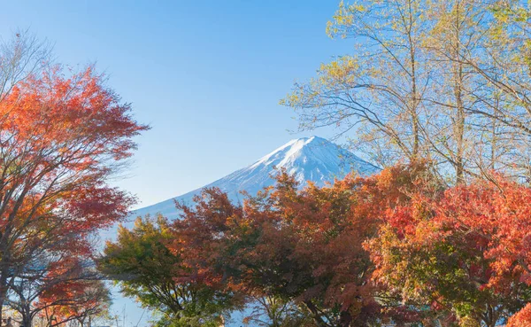 Fuji di montagna con foglie di acero rosso o fogliame autunnale in colorato — Foto Stock