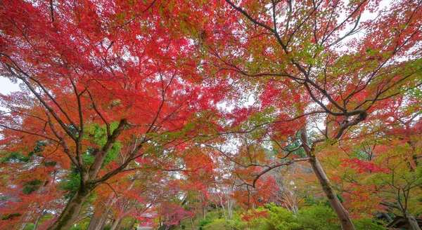 Feuilles d'érable rouges ou feuillage d'automne en automne coloré près de — Photo