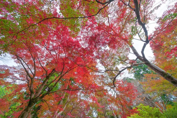 Hojas de arce rojo o follaje de otoño en colorida temporada de otoño cerca —  Fotos de Stock
