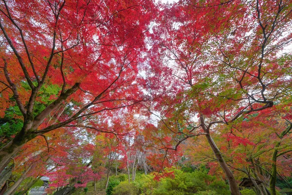 Hojas de arce rojo o follaje de otoño en colorida temporada de otoño cerca — Foto de Stock