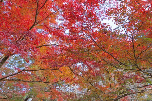 Daun maple merah atau dedaunan gugur di musim gugur yang berwarna-warni di dekat — Stok Foto