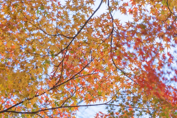 Red maple leaves or fall foliage in colorful autumn season near