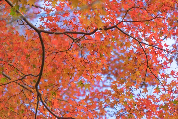 Feuilles d'érable rouges ou feuillage d'automne en automne coloré près de — Photo