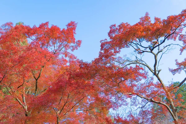 Hojas de arce rojo o follaje de otoño en colorida temporada de otoño cerca — Foto de Stock