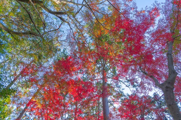 Red maple leaves or fall foliage in colorful autumn season near — 스톡 사진